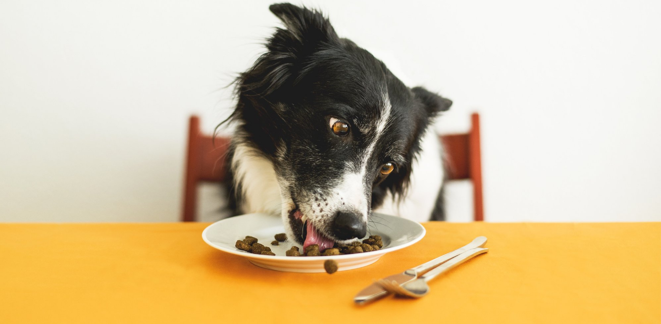 pet food vegan