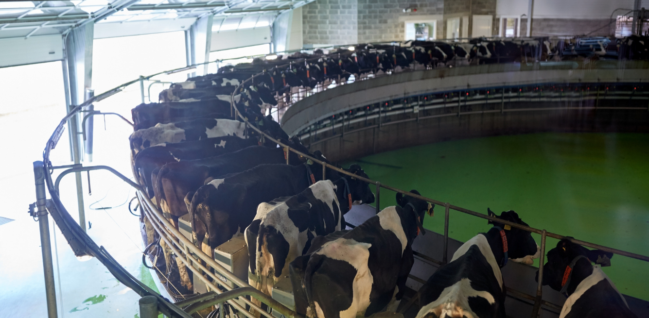 perché i vegani non bevono il latte