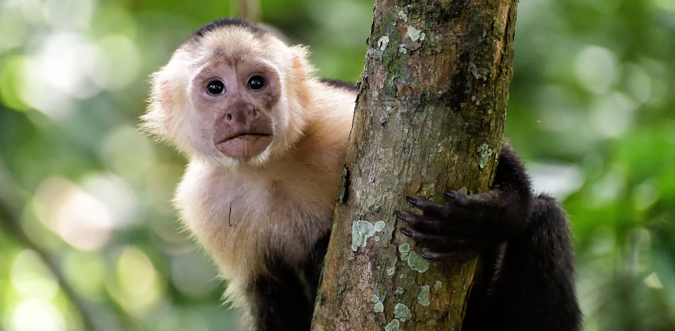 Ecuador animali selvatici