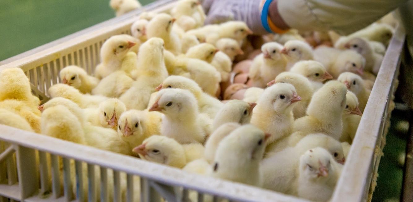 perché vegetariano non basta