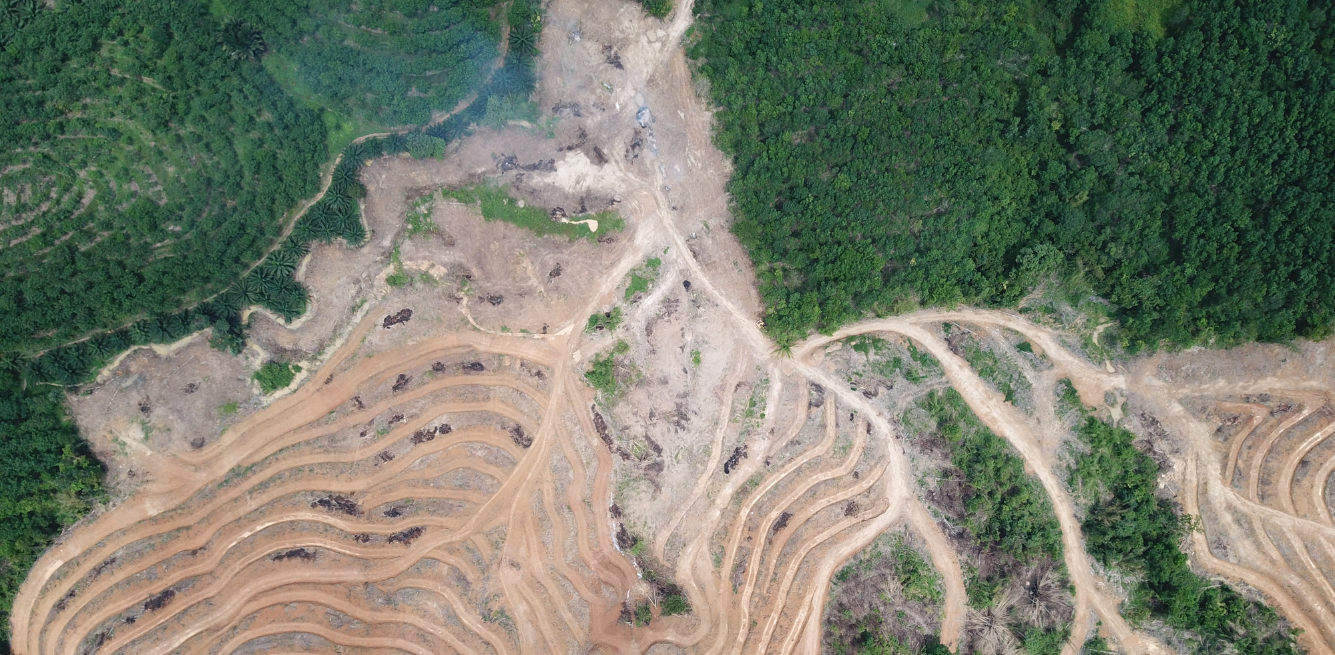 Soia deforestazione