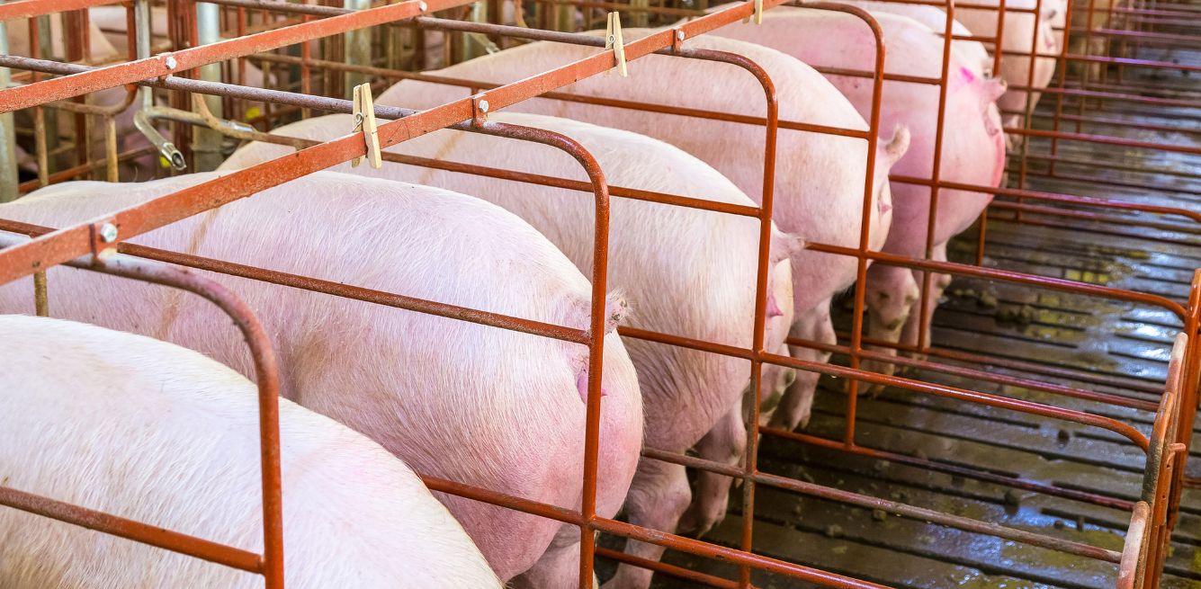 riforme benessere animale