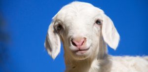 easter lamb