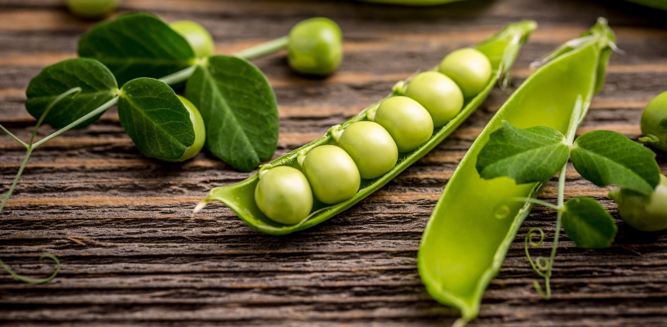 GREEN PANDA Proteina Di Canapa Biologica 175g: 50% Proteine Dall'Austria