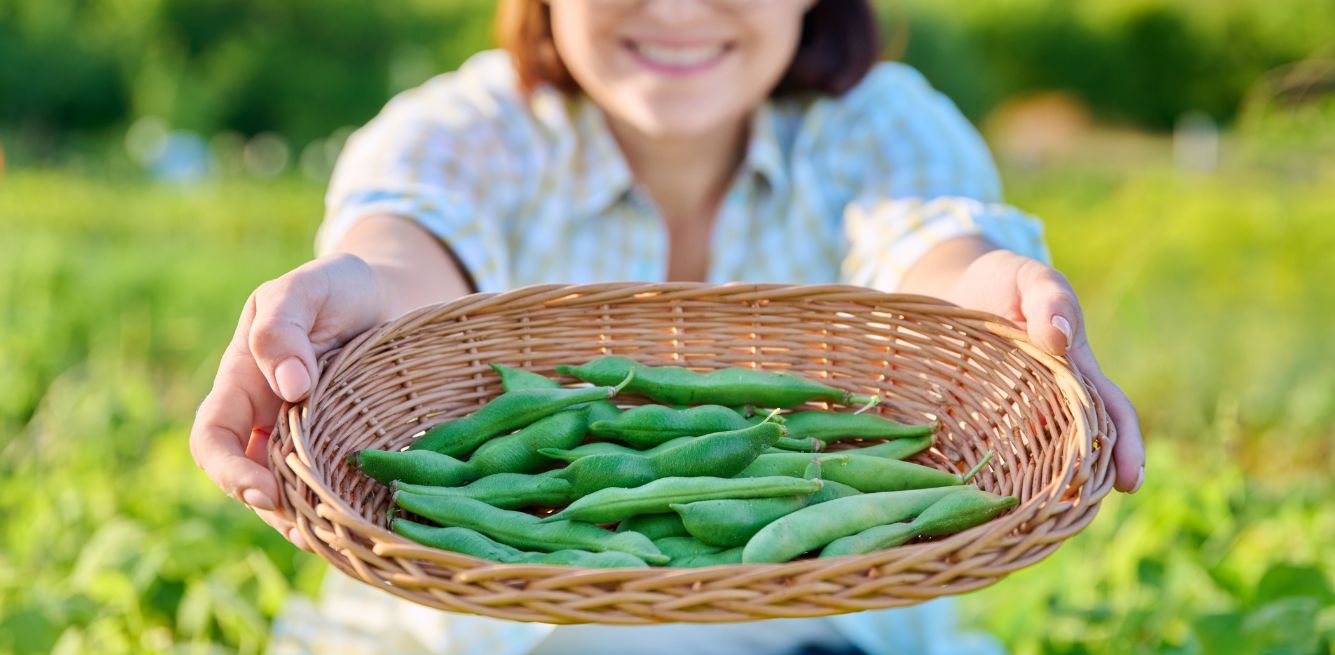 pea protein