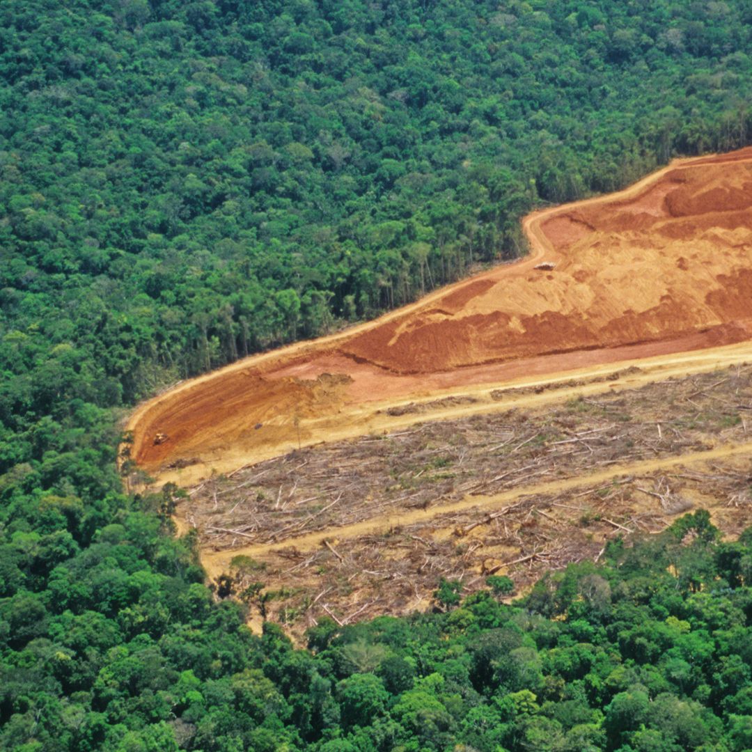 Deforestazione foresta tropicale