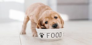 carne cultivada para mascotas