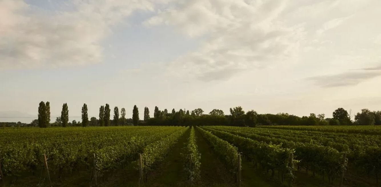 Vigneti Tenuta Polvaro