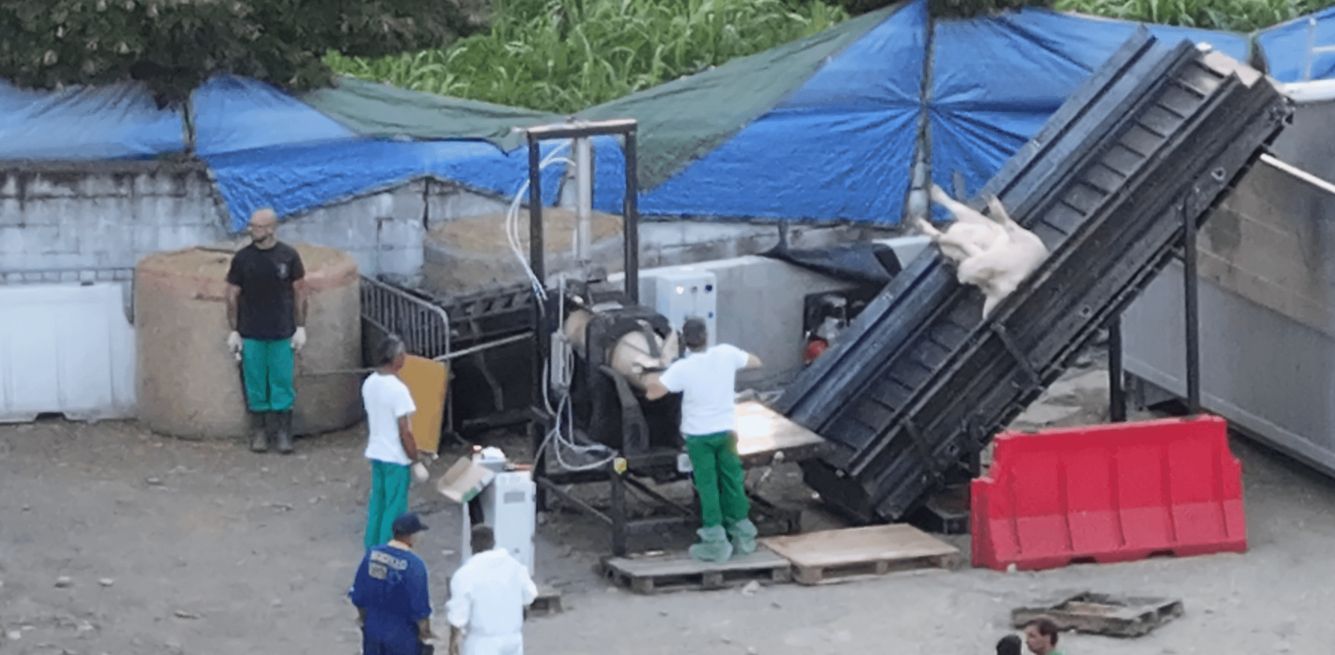 operaio guarda scrofa ancora cosciente su rullo