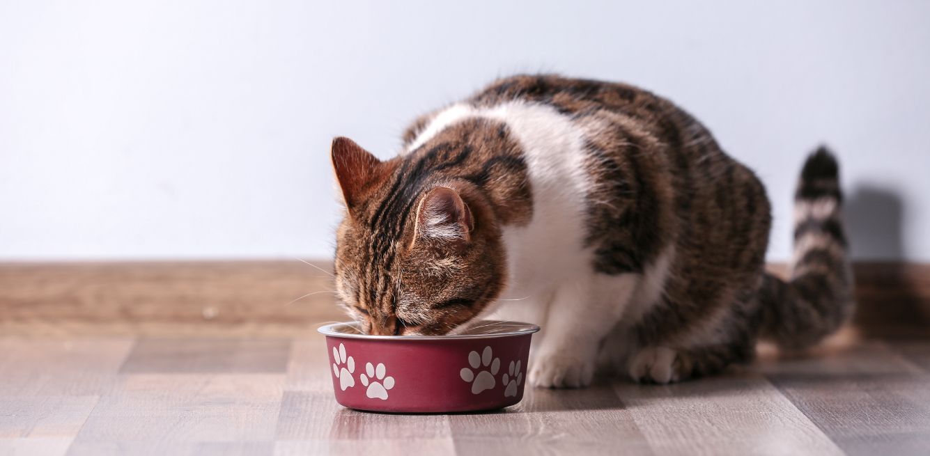 cultivated fish for cats