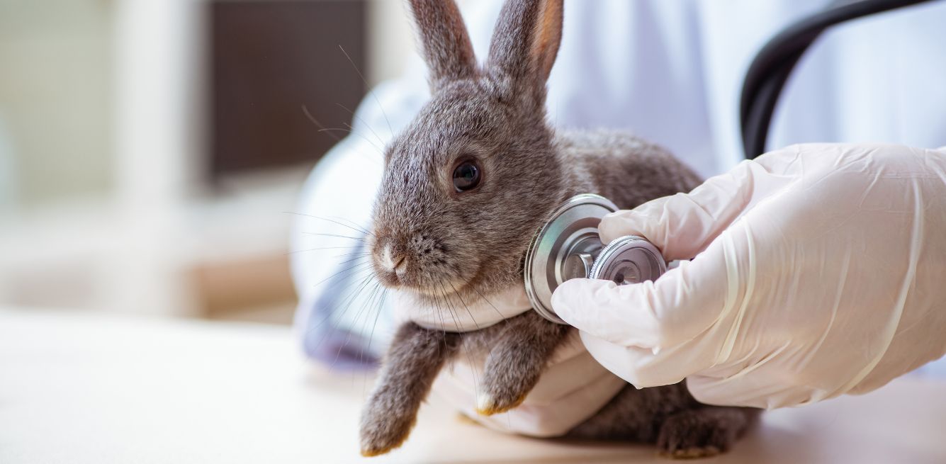 veterinario antispecista