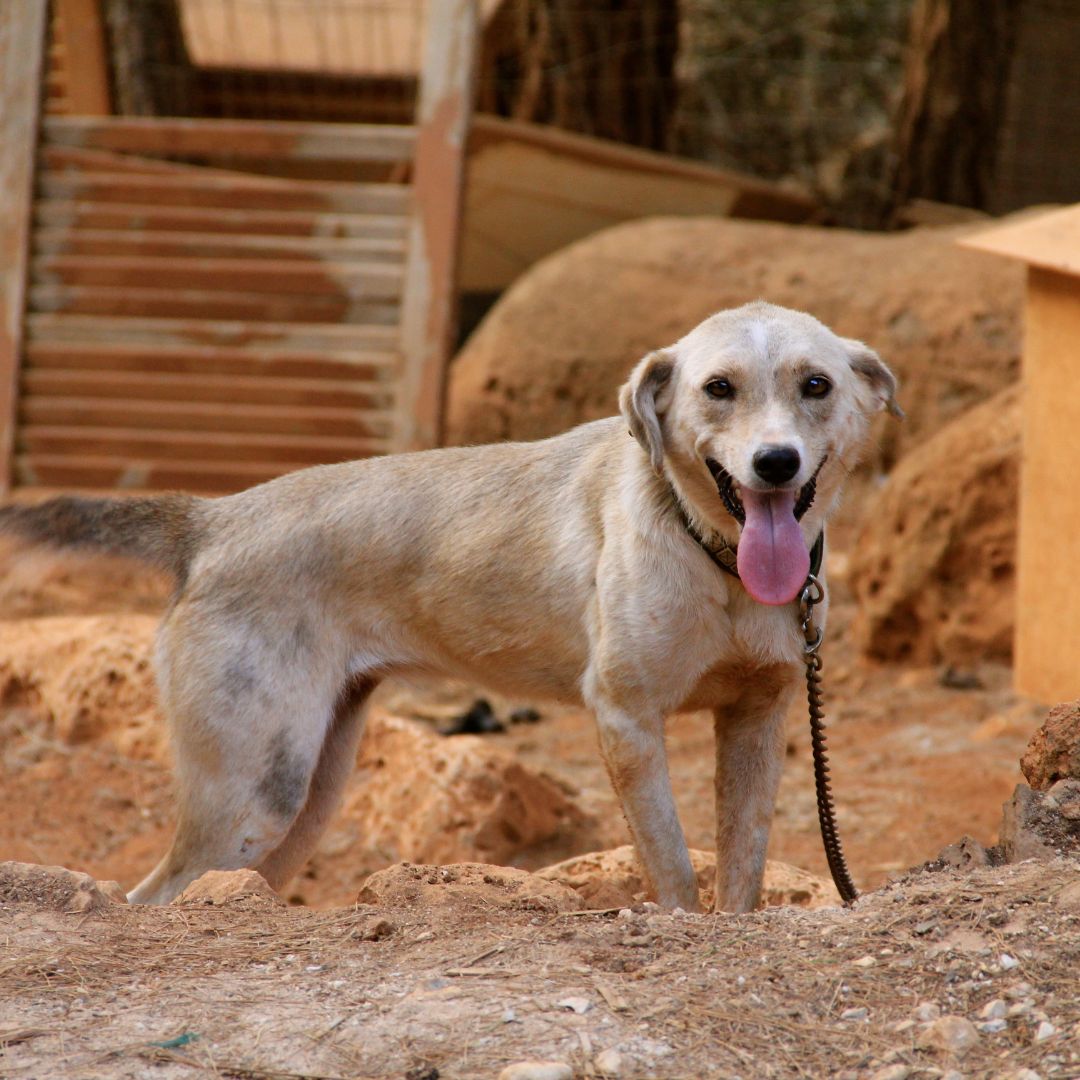 stop to dogs tied up with chains