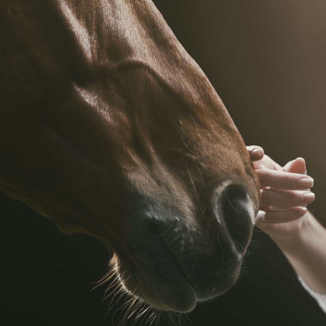 horses