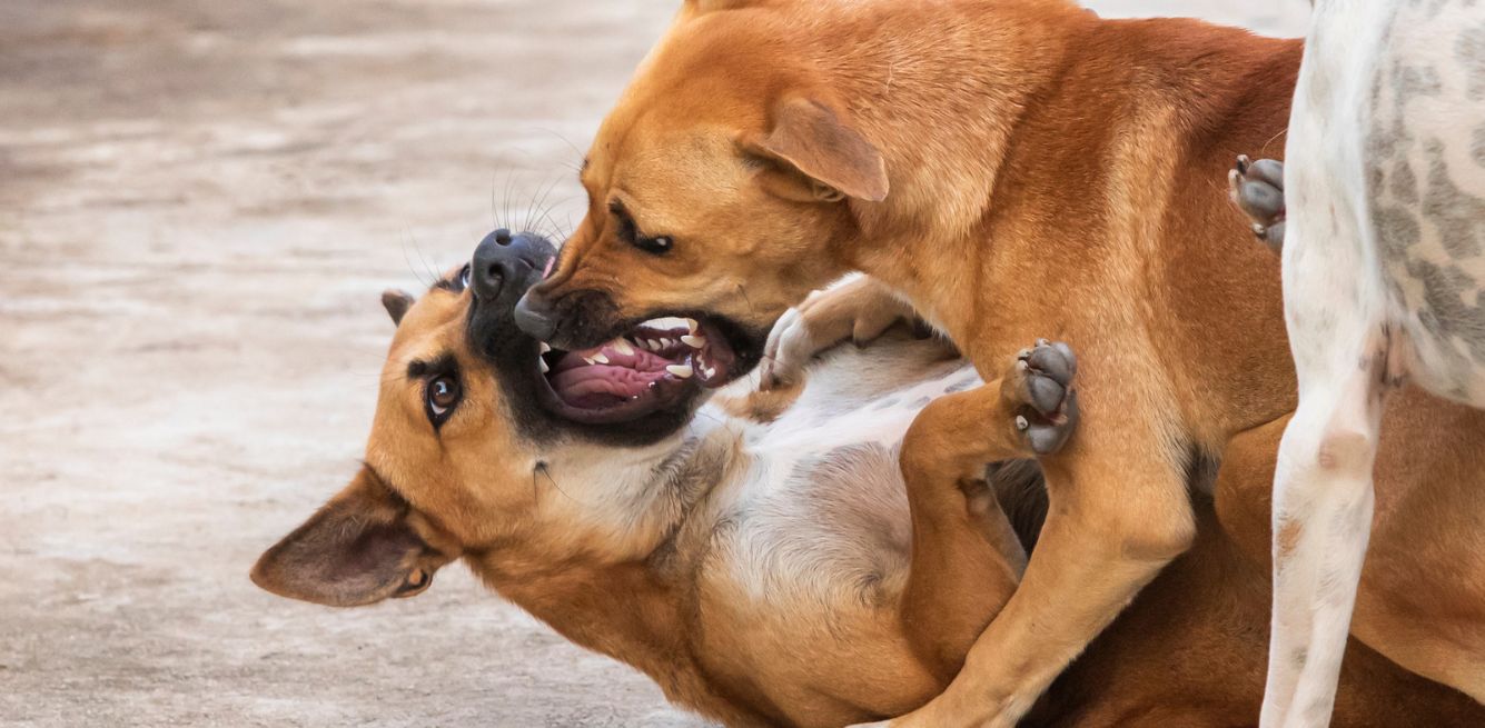 stop to animal fights