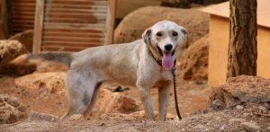 delitos contra los animales