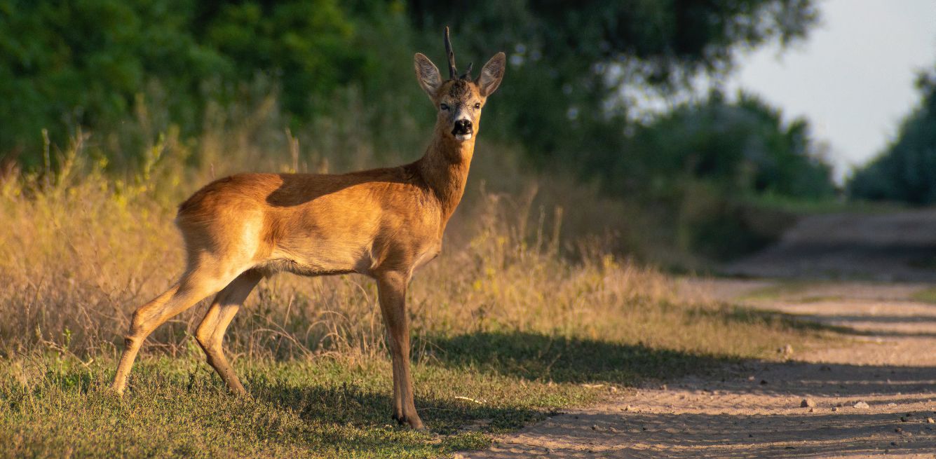wildlife protection