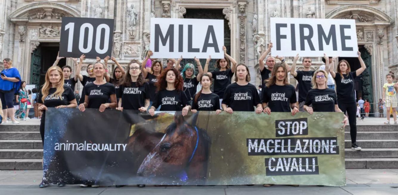 stop to horses slaughter