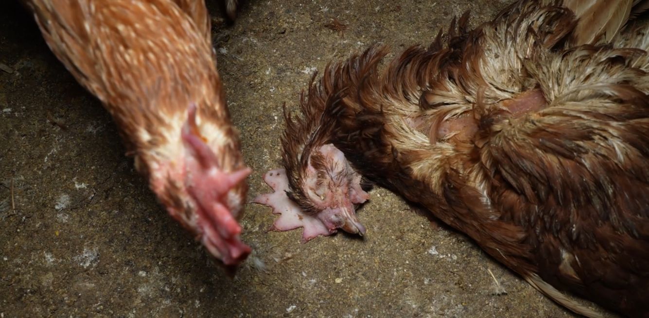 Mallorca hen farm