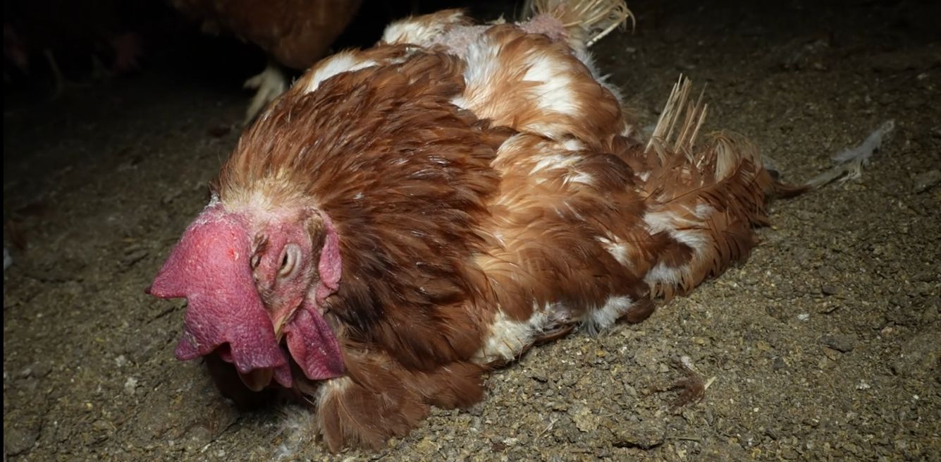 suffering Mallorca hen farm
