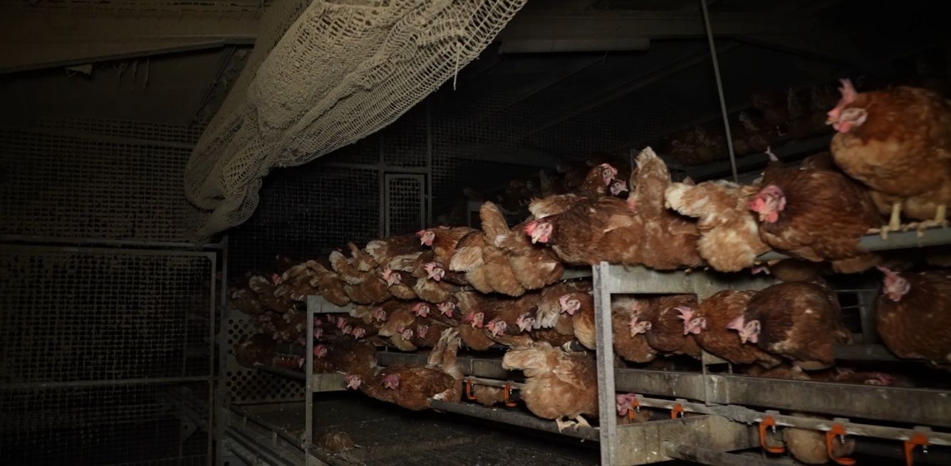 Mallorca hen farm