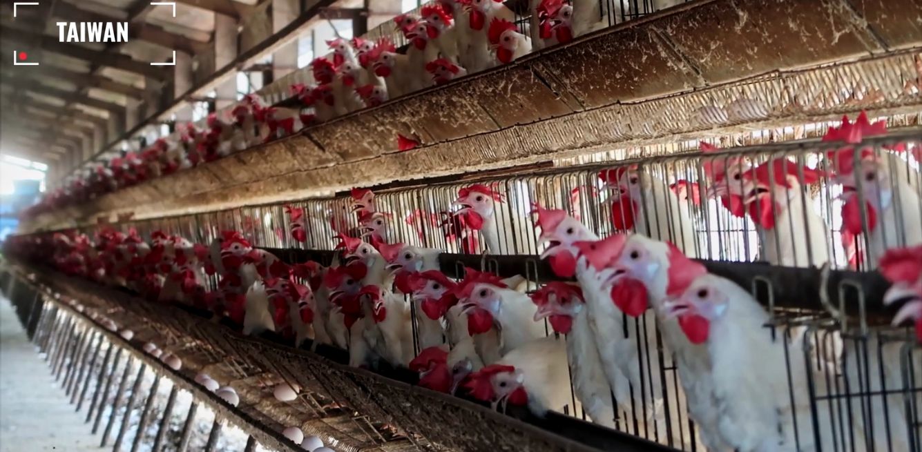 inchiesta allevamenti galline