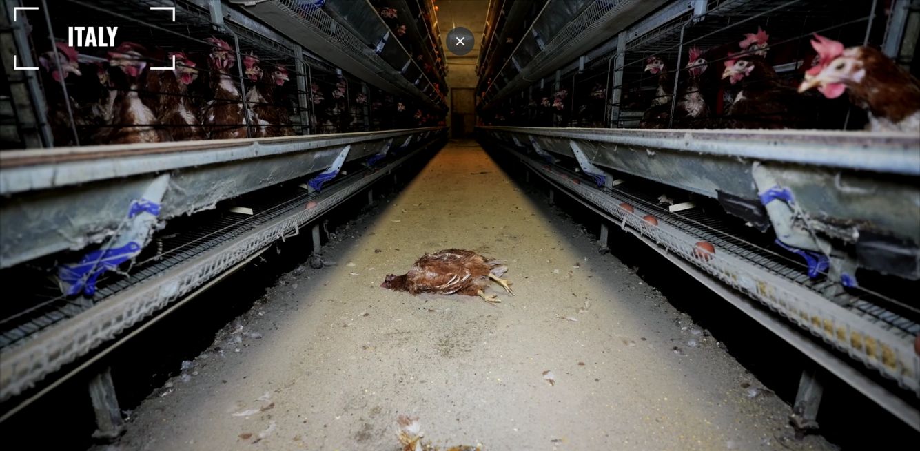inchiesta allevamenti galline