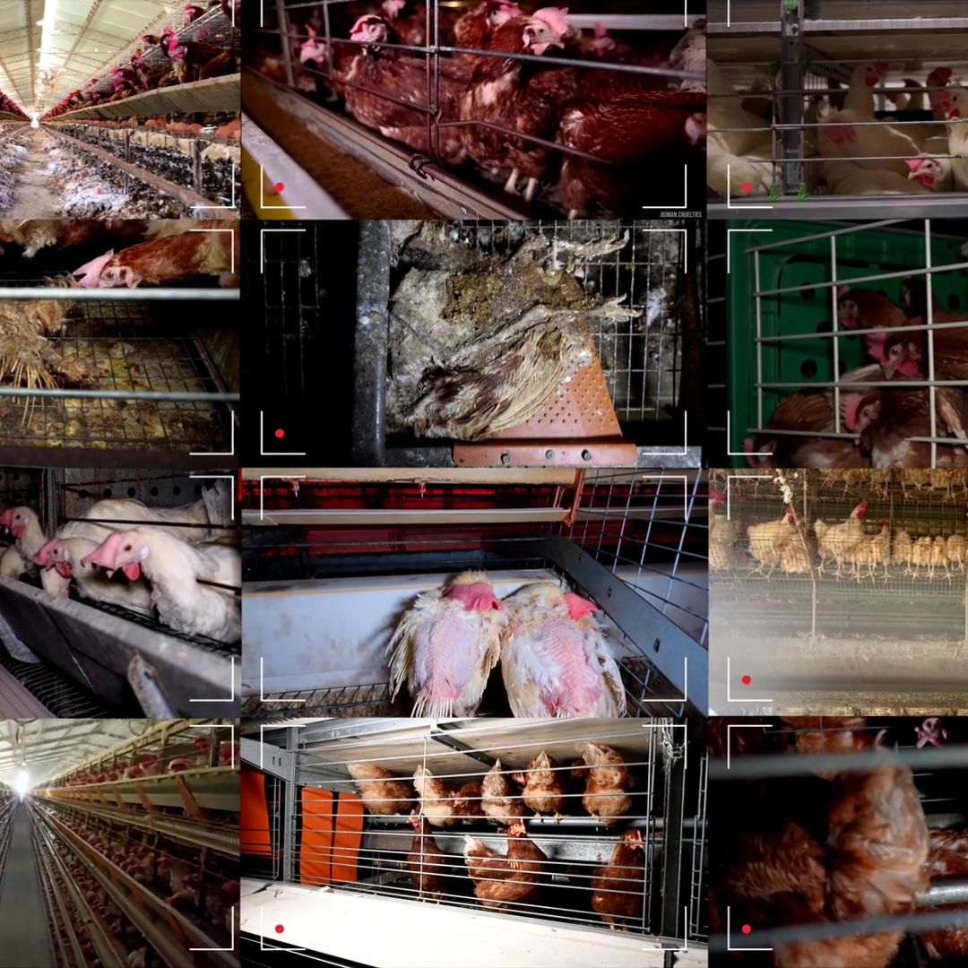 inchiesta allevamenti galline