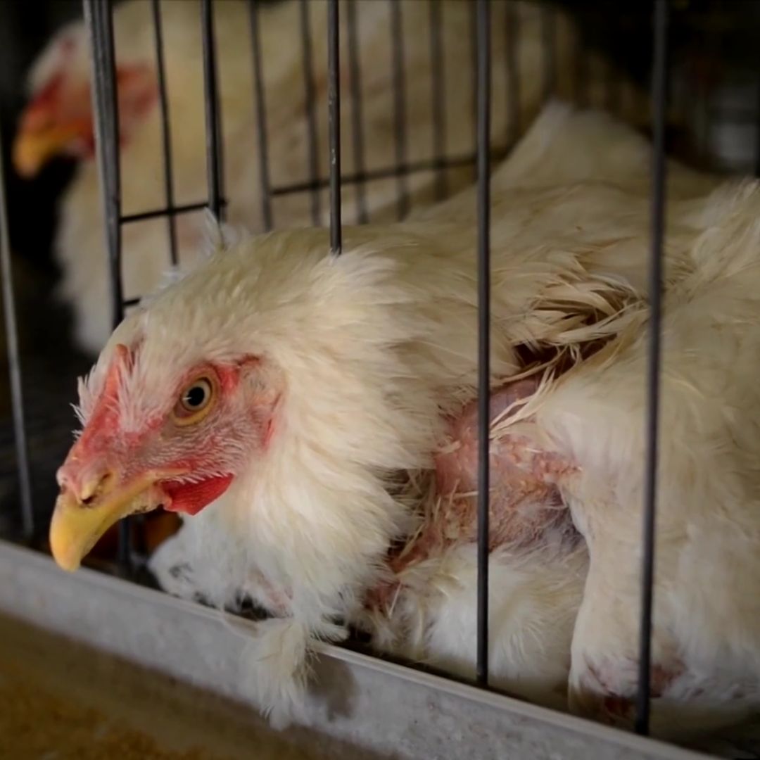 inchiesta globale allevamenti galline