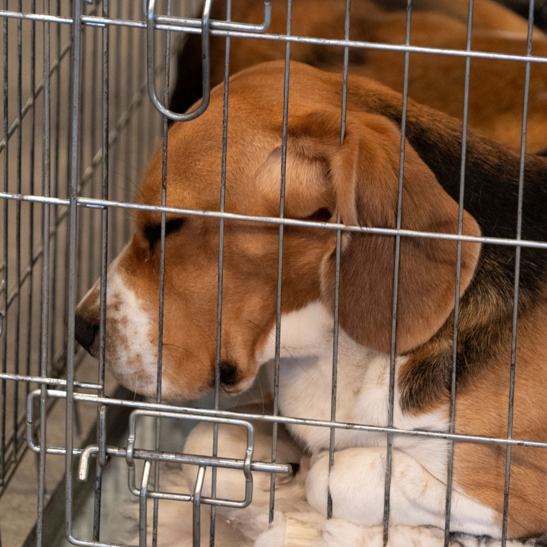 stop sperimentazione beagle