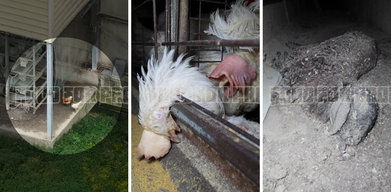 inchiesta allevamenti galline Lombardia