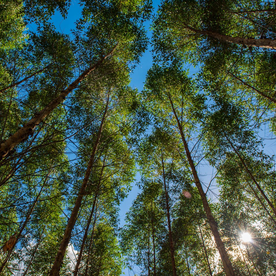 progetto riforestazione Oasisveg
