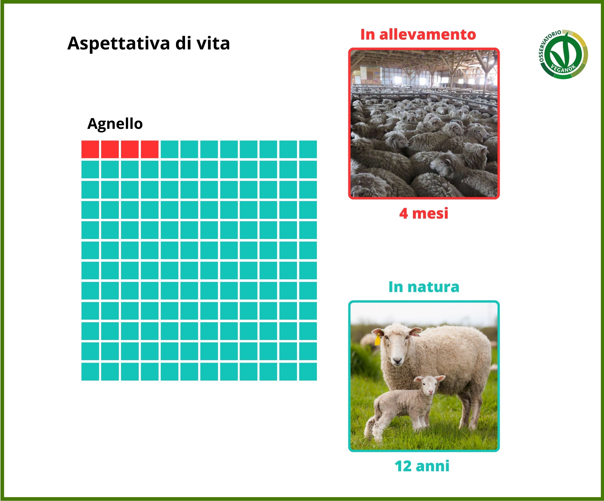 Aspettativa di vita agnello