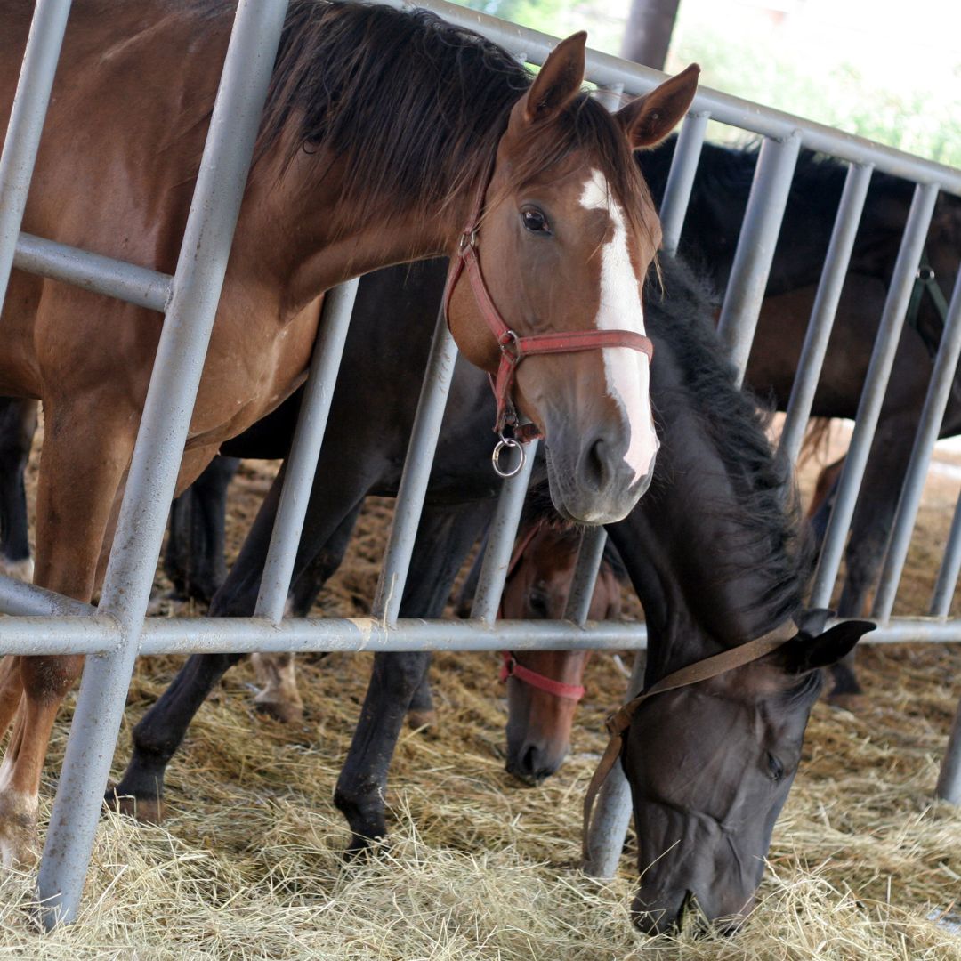 stop alla carne di cavallo
