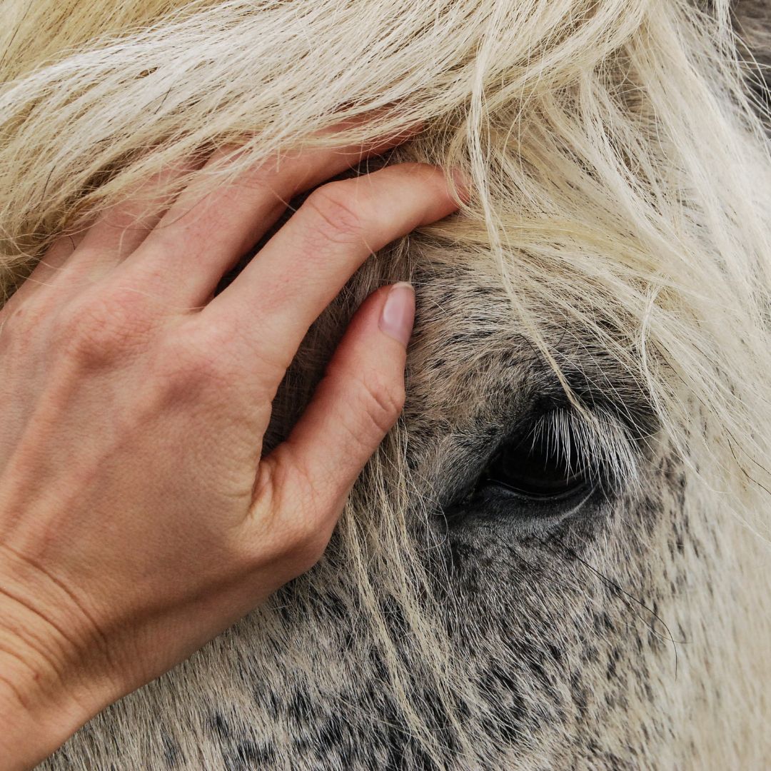 cavallo come animale di affezione